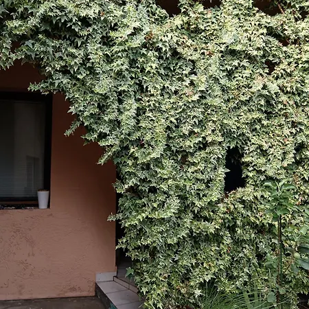 Apartment Beograd-zvezdara